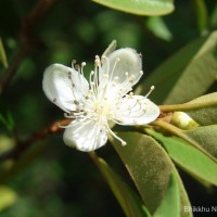 Eugenia roxburghii DC.